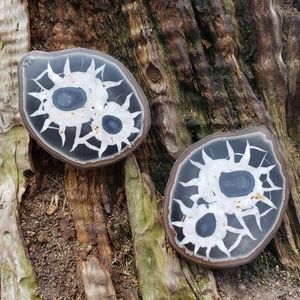 Split Pair Septarian Stone Nodule